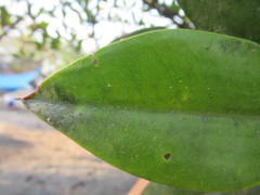 Rhizophora apiculata