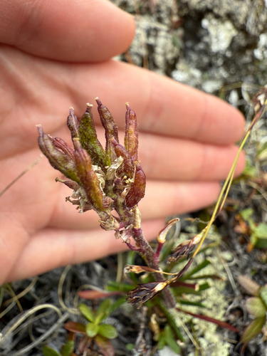 Narrow-fruit Rockcress (Braya linearis)