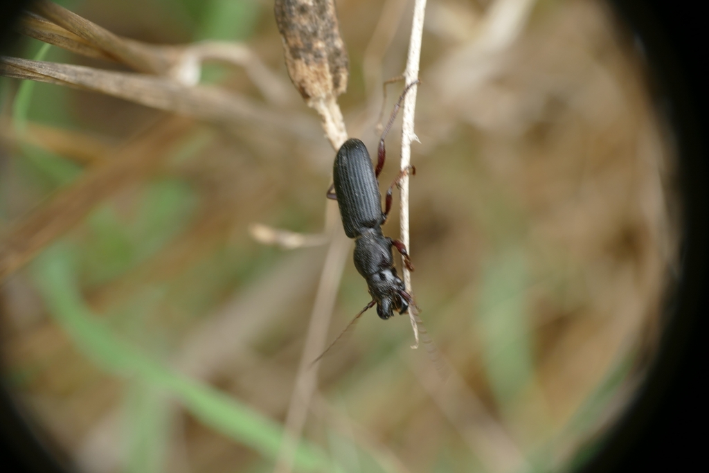 Ditomus calydonius