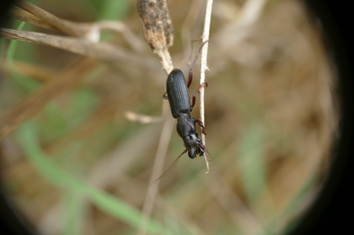 Ditomus calydonius