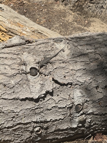 iNaturalist observation photo of Common Sagebrush Lizard