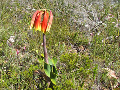Cyrtanthus obliquus