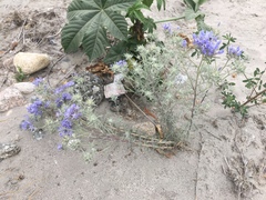 Eriastrum densifolium