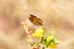 Aricoris campestris