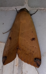 Ophiusa disjungens