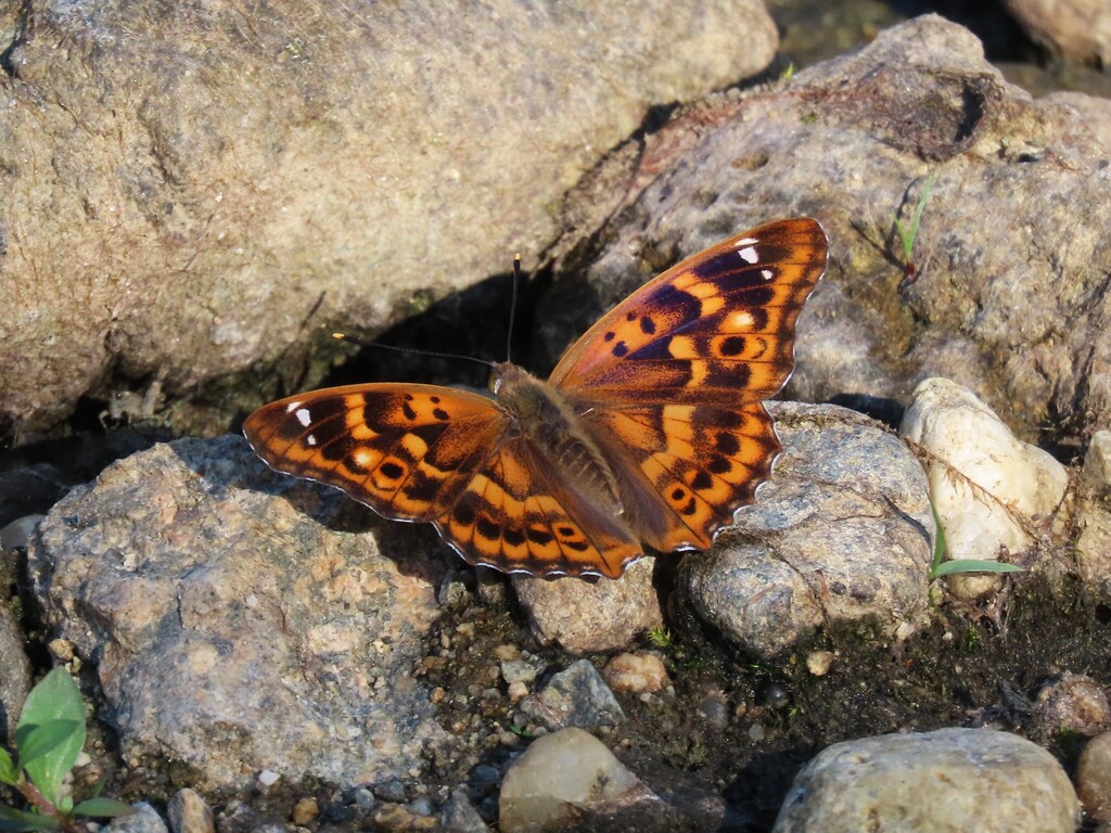 Lesser Purple Emperor