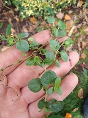 Veronica serpyllifolia