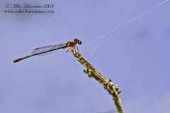 Enallagma dubium