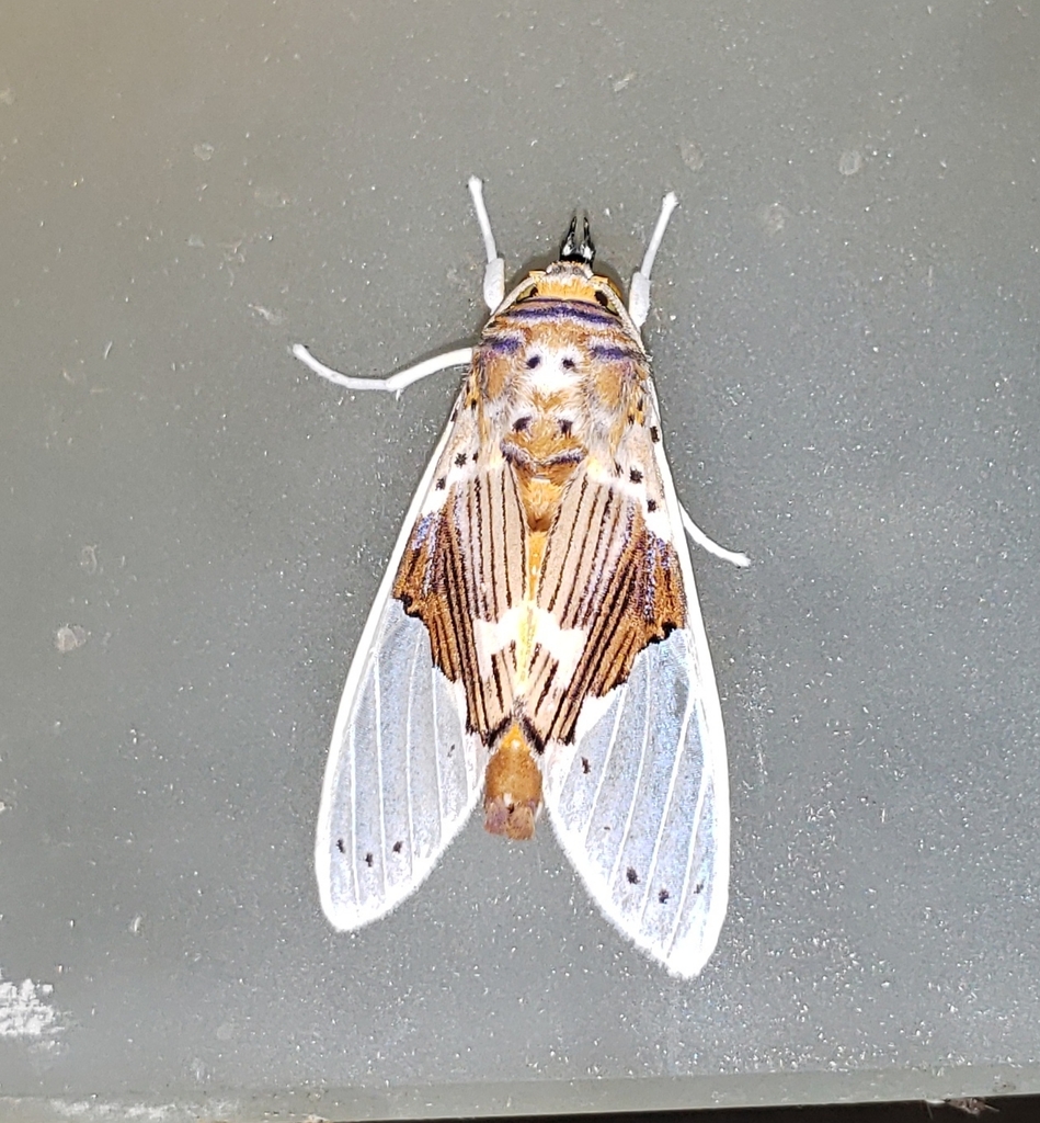 Idalus septentrionalis