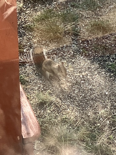 Eastern Gray Squirrel