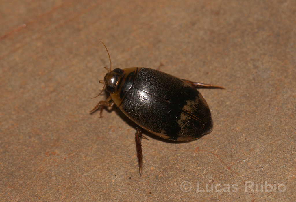 Thermonectus succinctus