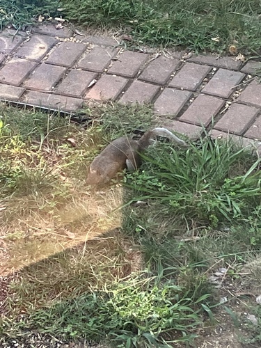 Eastern Gray Squirrel