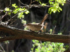 Tarphonomus certhioides