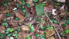 Vipera ammodytes