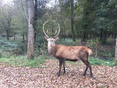 Cervus elaphus italicus