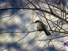 Tarphonomus certhioides