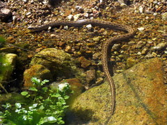 Tachymenis peruviana