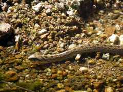 Tachymenis peruviana