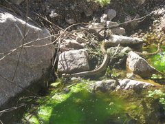 Tachymenis peruviana