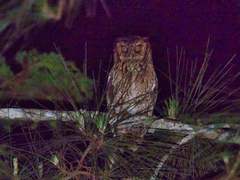 Megascops sanctaecatarinae