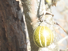 Cucurbita andreana, photograph ferferrari, CC0, iNaturalist via GBIF