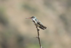 Elliotomyia chionogaster