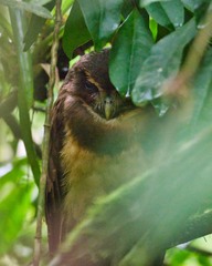 Pulsatrix koeniswaldiana