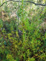 Hypericum brachyphyllum