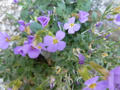 Aubrieta columnae italica
