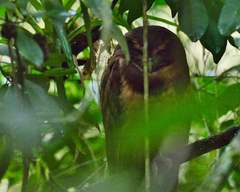 Pulsatrix koeniswaldiana