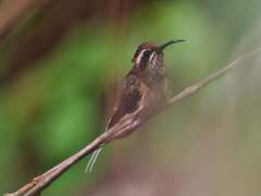 Phaethornis squalidus