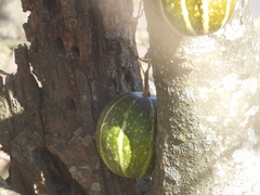 Cucurbita andreana, photograph ferferrari, CC0, iNaturalist via GBIF