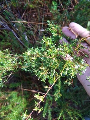 Hypericum brachyphyllum