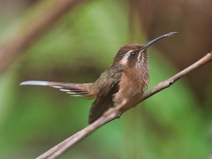 Phaethornis squalidus