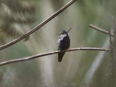 Stephanoxis loddigesii