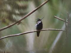 Stephanoxis loddigesii