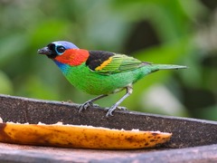 Tangara cyanocephala