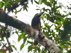 Selenidera maculirostris