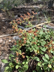 Eriogonum wootonii