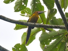 Pteroglossus bailloni