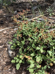 Eriogonum wootonii