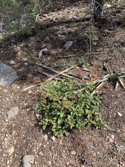Eriogonum wootonii