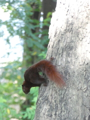 Callosciurus finlaysonii