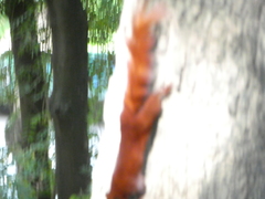 Callosciurus finlaysonii