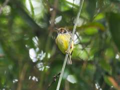 Myiornis auricularis