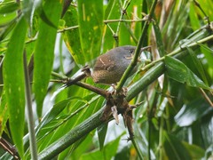 Psilorhamphus guttatus