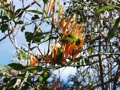 Tapinanthus