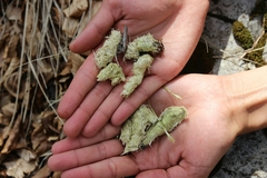 Tetrao urogallus