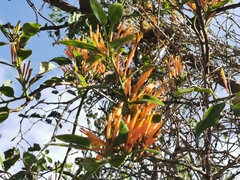 Tapinanthus