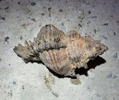 Chicoreus